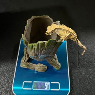 4번