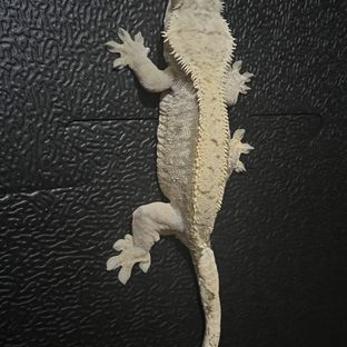 김보테
