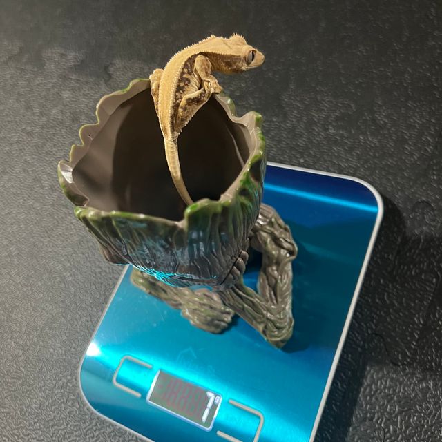 릴리화이트