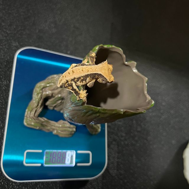 릴리화이트