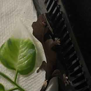 챠콜 팬텀 카푸치노