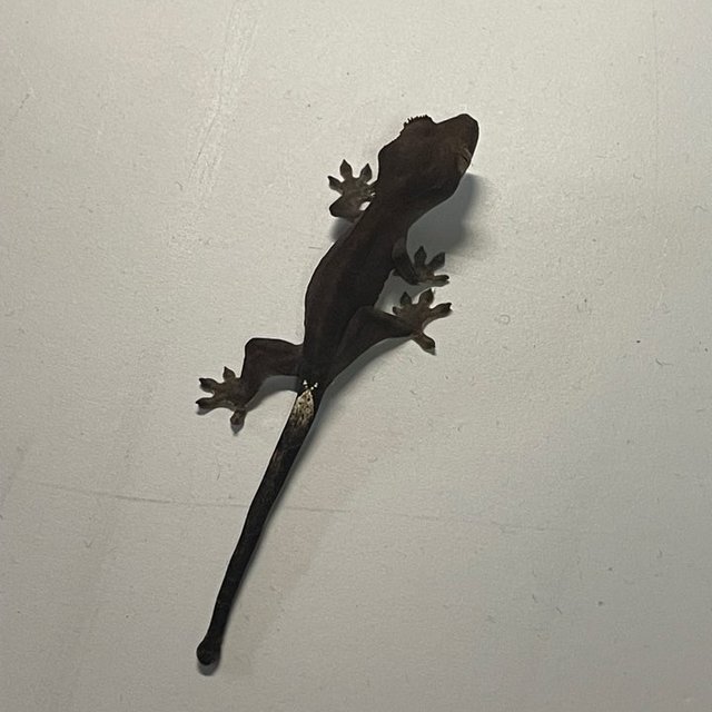 챠콜 팬텀 카푸치노