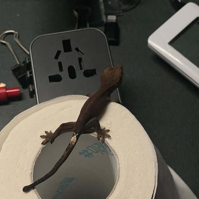 챠콜 팬텀 카푸치노