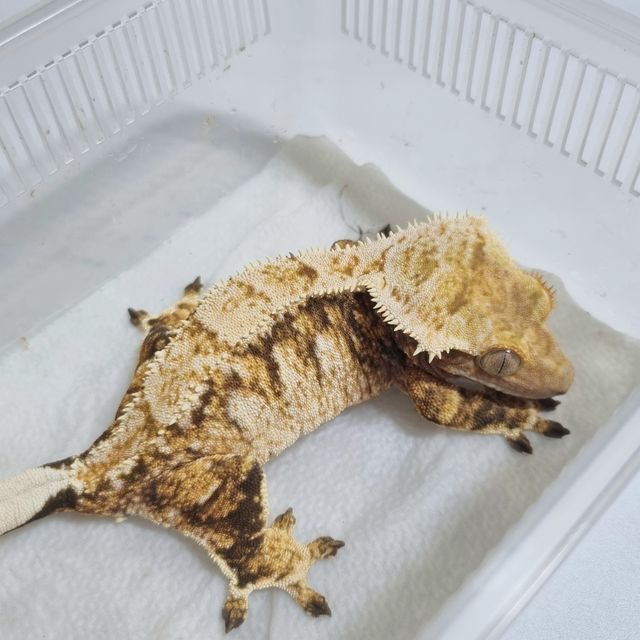 트라이 익스트림할리퀸