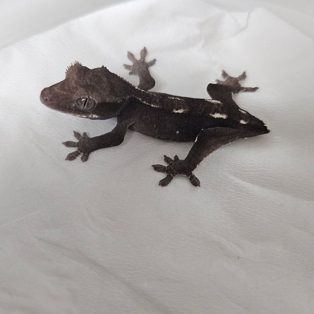아잔틱