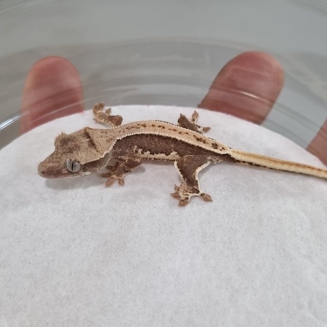 릴리100%헷아잔틱