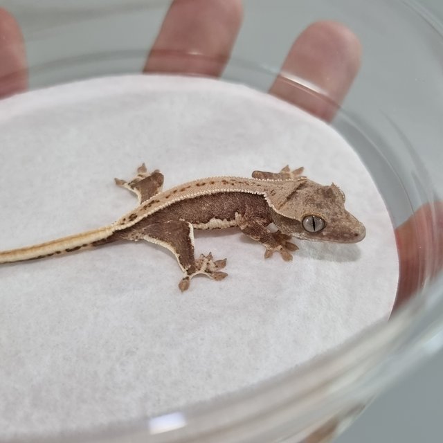 릴리100%헷아잔틱