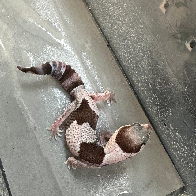 오레오 헷 줄루 헷 고스트