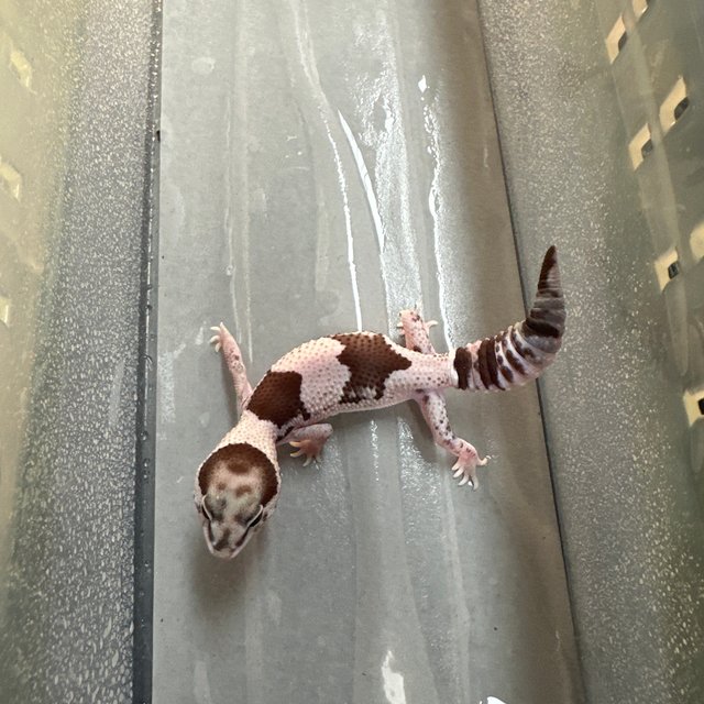 오레오 헷 줄루