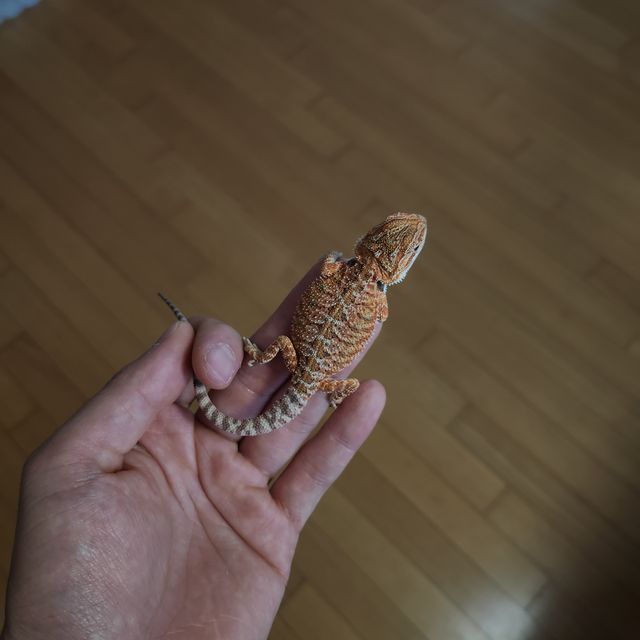 윗블릿