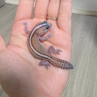동배