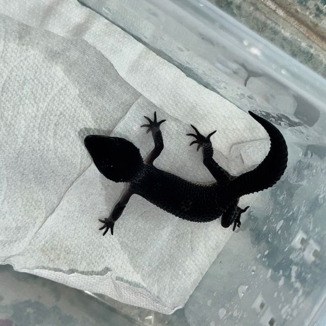 블랙나이트