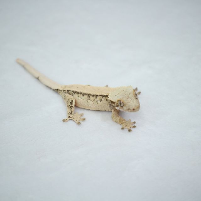 트라이 드리피