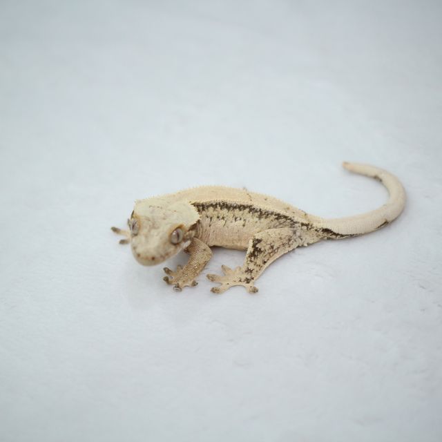 트라이