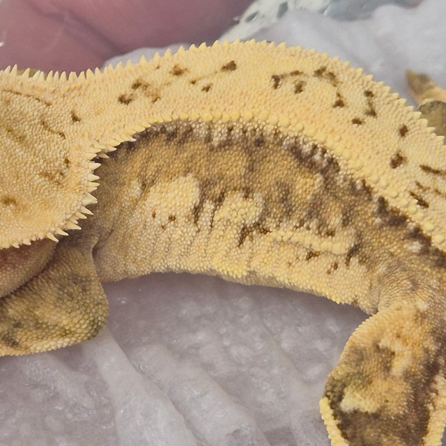 크림 크림시클 옐로우 쿼드