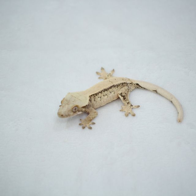 트라이 드리피