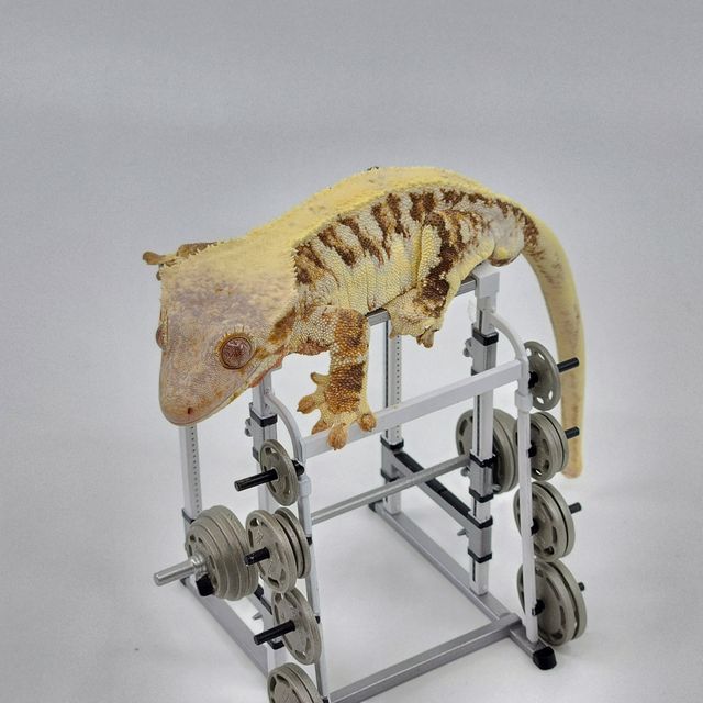 릴리화이트 트라이