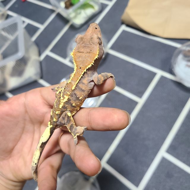 카푸치노 트라이