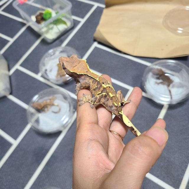 카푸치노 트라이