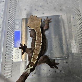 아잔틱
