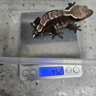 아잔틱