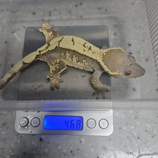 세이블