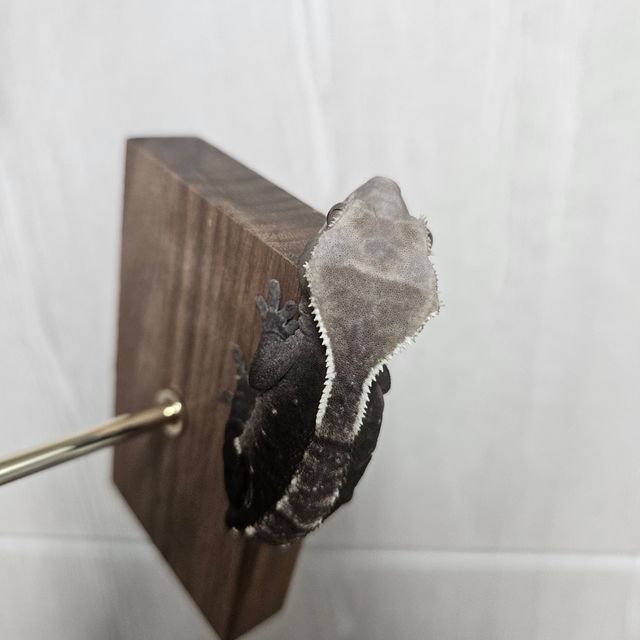 아잔틱