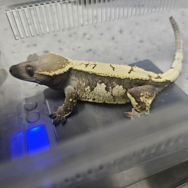 세이블
