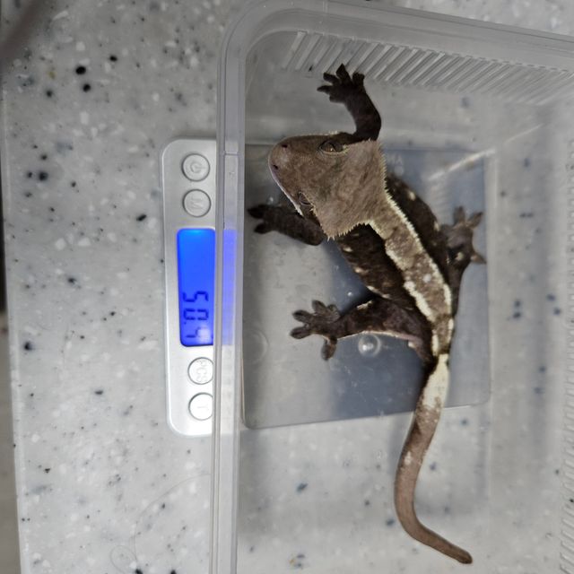 아잔틱