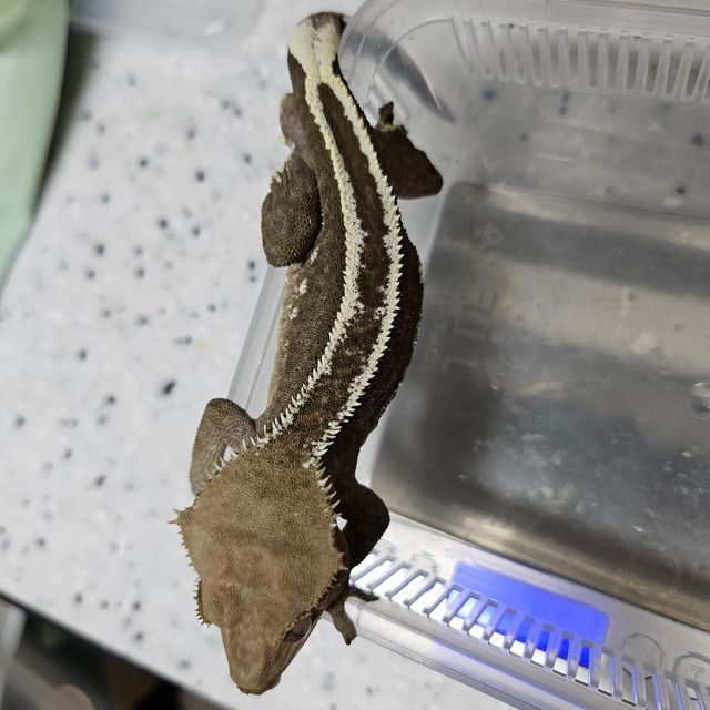 아잔틱