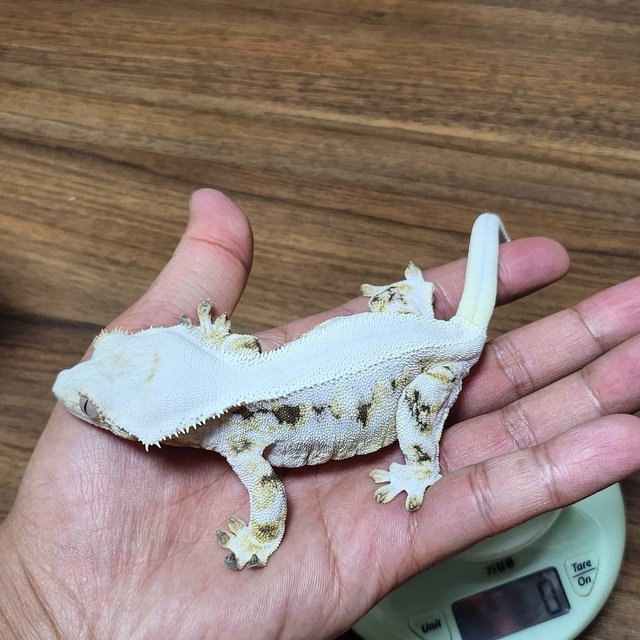 릴리화이트 화이트 솔리드백