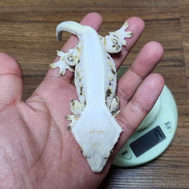 릴리화이트 화이트 솔리드백