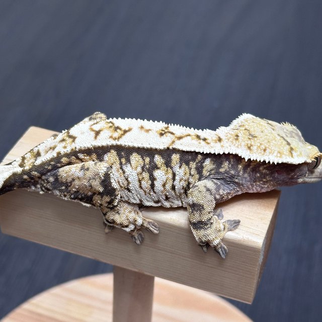 트라이 화이트스팟 노멀