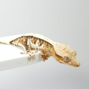 릴리화이트 트라이