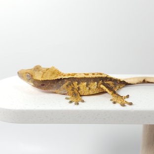 노멀 익스트림할리퀸 할리퀸 풀핀 텐저린