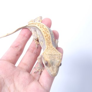 노멀 할리퀸 옐로우