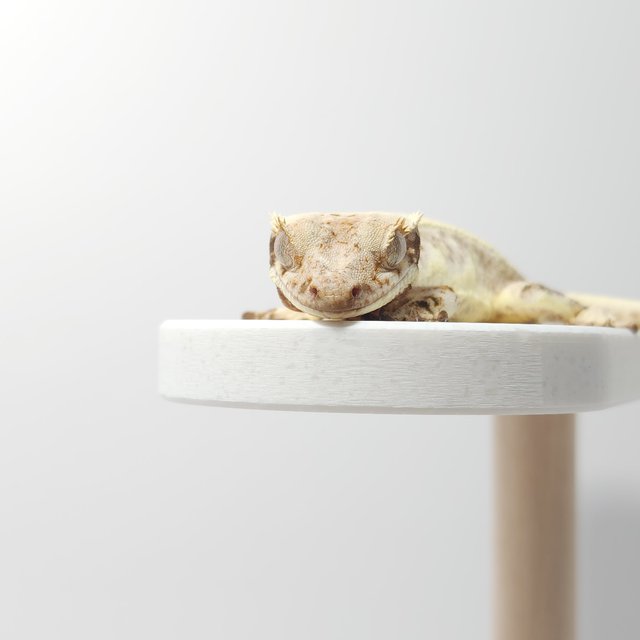 릴리화이트 드리피 풀핀 크림