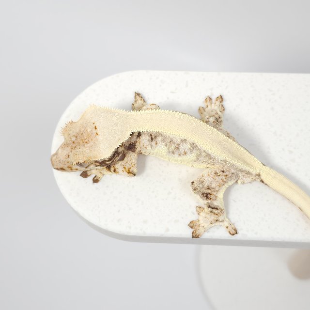 릴리화이트 드리피 풀핀 크림