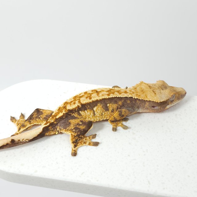 노멀 익스트림할리퀸 할리퀸 풀핀 텐저린