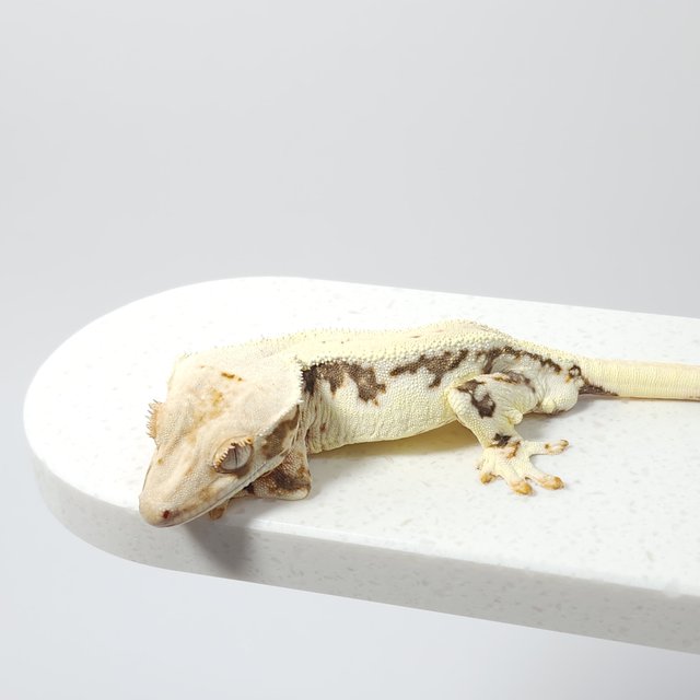 릴리화이트 풀핀