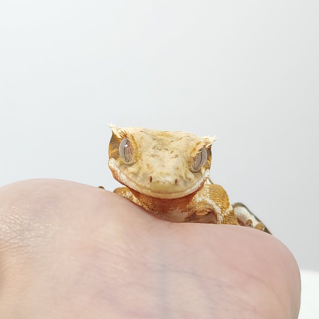 릴리화이트 트라이