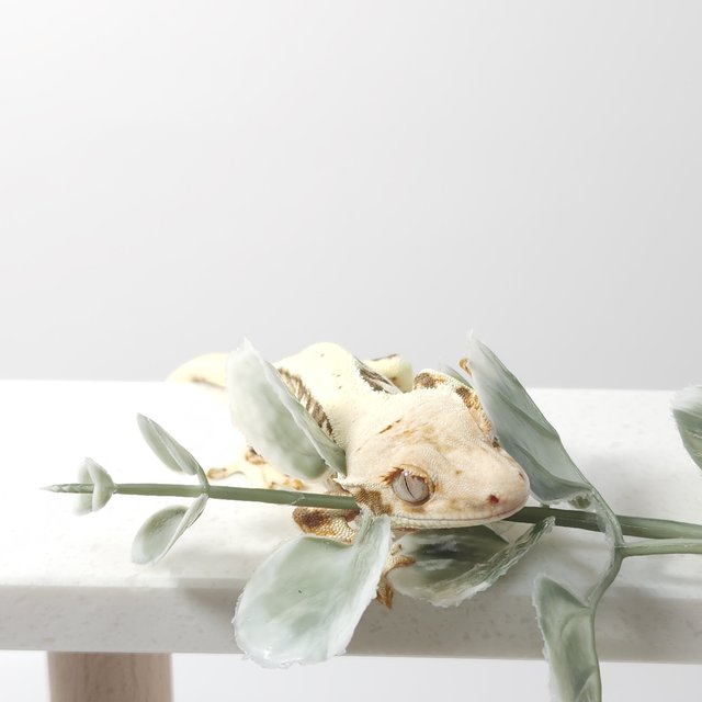 릴리화이트 풀핀