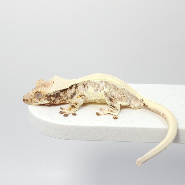 릴리화이트 드리피 풀핀 크림