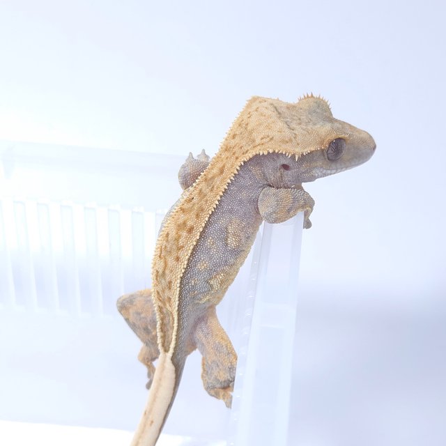 노멀 할리퀸 옐로우