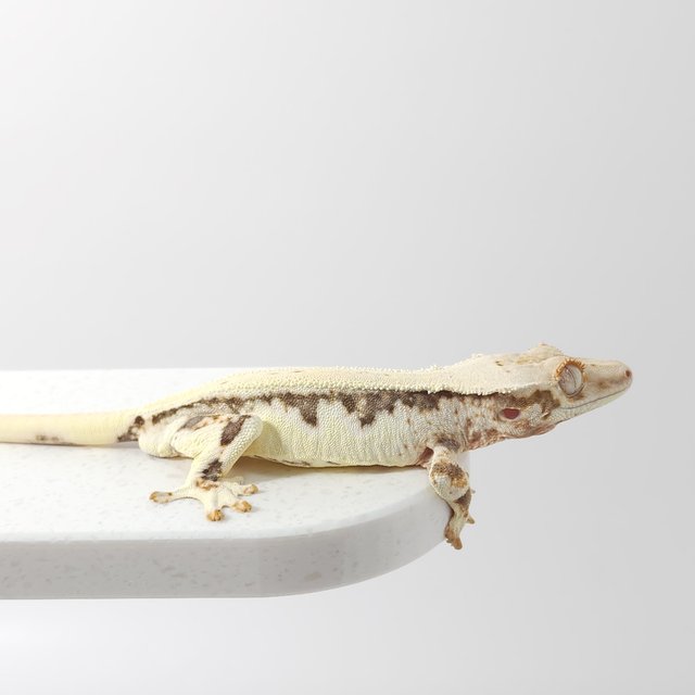 릴리화이트 풀핀