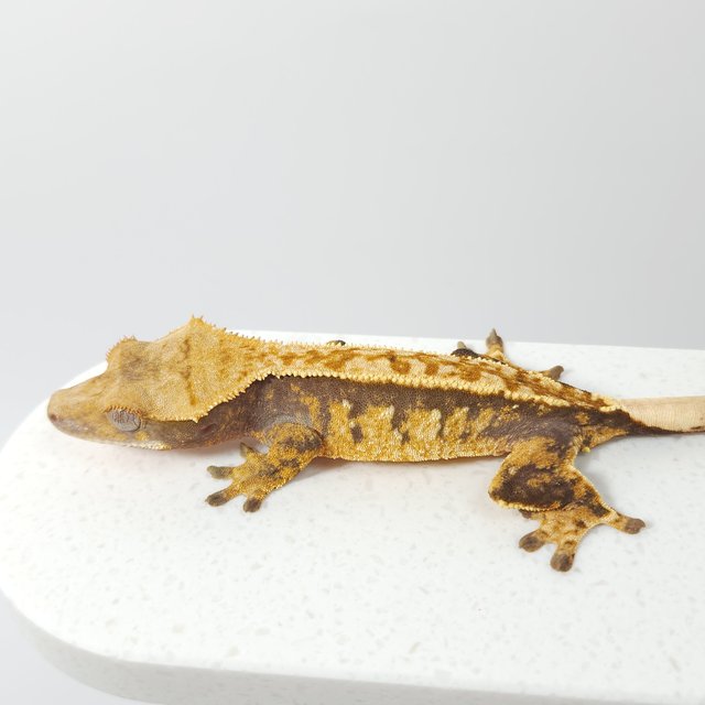 노멀 익스트림할리퀸 할리퀸 풀핀 텐저린