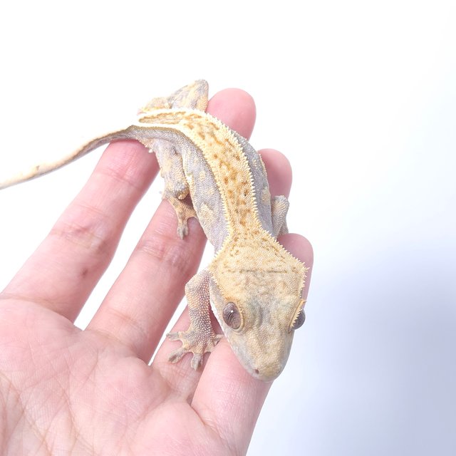 노멀 할리퀸 옐로우