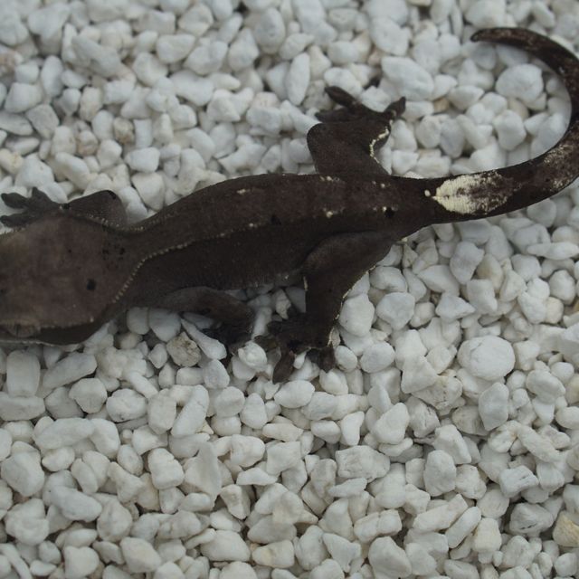 아잔틱