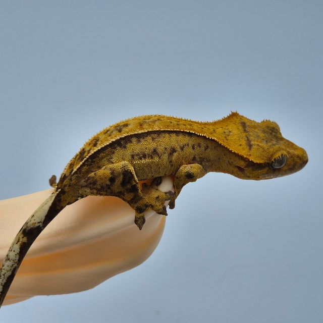 100%헷아잔틱 크림시클