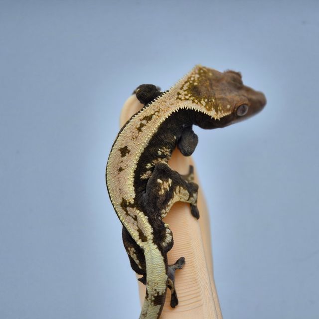 세이블